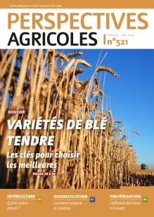 Variétés de blé tendre : les clés pour choisir les meilleures ​