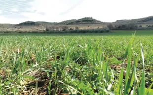 Blés en agriculture de conservation sur l’essai d’Oraison.