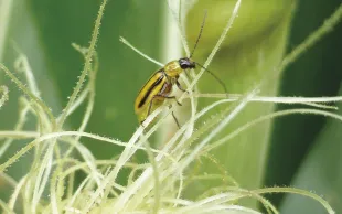 Les simulations de l’évolution, au fil des ans, de populations de chrysomèles du maïs confirment que la culture du maïs demeure possible même dans les secteurs concernés par de fortes populations.