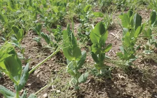 L’objectif des tableaux de bord est de mieux accompagner l’observation et le diagnostic afin d’améliorer les pratiques et les choix agronomiques pour rendre les protéagineux plus résilients face aux aléas.