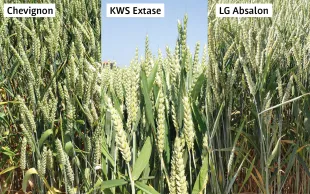 Les trois premières variétés de blé tendre les plus cultivées sont les mêmes que l’an passé.