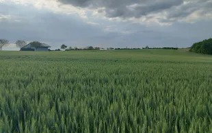 Blé tendre dans la rotation de l’essai Cap du Futur