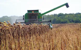 En 2023, la France a produit du tournesol sur une surface de 840 000 ha. 