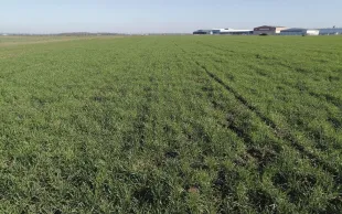 Les semis de céréales à paille aux dates normales à précoces ont conduit à un « excès » de végétation favorisé par la très grande douceur de l’automne et de l’hiver.
