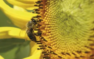 Le tournesol fournit une nourriture abondante en été aux pollinisateurs et aux insectes auxiliaires des cultures.