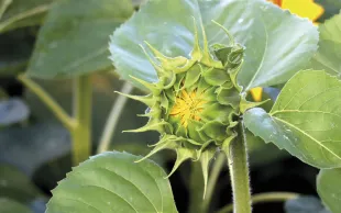 Un peuplement homogène de 5 à 7 pieds par m² est l’un des états clés favorables à l’obtention d’un tournesol robuste.