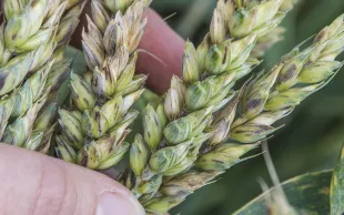 Deux espèces du genre Fusarium, F. graminearum et F. poae, sont à l’origine de fusariotoxines contaminant les blés français.