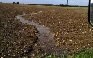 L'excès d'eau affecte les céréales au stade germination et jusqu'à 3 feuilles 