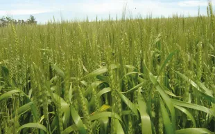 De plus en plus de pays autorisent l’importation de farine de blé HB4, blé OGM rendu résistant à la sécheresse et au glufosinate d’ammonium.
