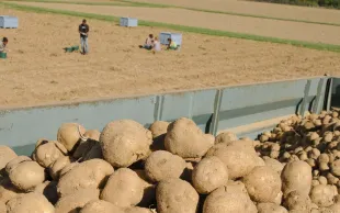 Les Nations-Unies viennent de décréter le 30 mai journée internationale de la pomme de terre.
