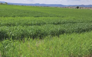 Dans les parcelles en ACS, la présence de résidus en surface peut retarder la minéralisation de l’azote du sol.