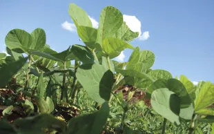 Le projet INSERER LES vise à insérer les légumineuses à graines dans les systèmes alimentaires et de culture.
