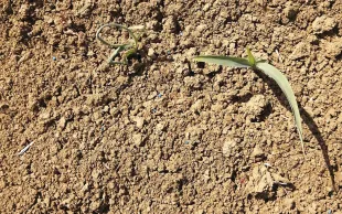 Les maïs doux et maïs semences sont particulièrement exposés aux phytotoxicités (ici effets de chlore sur maïs semences), tout comme les maïs grains et fourrages dans les sols filtrants ou hydromorphes.
