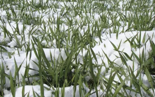 L’assurance récolte multirisque climatique couvre les pertes causés par 17 aléas : sécheresse, excès de température, coup de chaleur, coup de soleil, températures basses, manque de rayonnement solaire, coup de froid, gel, excès d’eau, pluies violentes, pluies torrentielles, humidité excessive, grêle, poids de la neige ou du givre, tempête, tourbillon, vent de sable. En parallèle, il existe toujours des contrats spécifiques grêle.