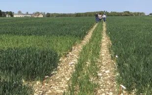 à l’échelle du réseau expérimental 2023, le réseau CHN-conduite a permis en moyenne de diminuer la dose de 12 Kg N/ha.