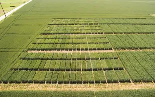 Relever les défis climatiques, économiques et sociétaux, tout en assurant la compétitivité des céréales à paille françaises, sont autant d’enjeux qui reposent notamment sur le levier génétique. Mais le processus pour aboutir à de réelles innovations est long. Rappel sur les différentes étapes que traversent les variétés avant de rejoindre les semoirs. 