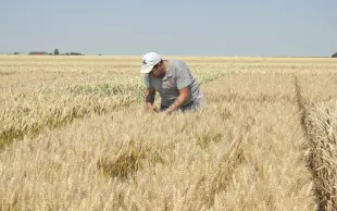 Le progrès génétique sur le rendement des céréales à paille est évalué grâce aux données historiques issues de 40 ans de suivi des variétés en post-inscription. 