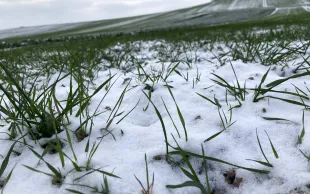 En cas d'application tardive d'herbicide, la prudence s'impose 