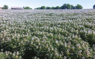 Le projet LETSPROSEDD entend optimiser la transformation des graines de légumineuses, et particulièrement de féveroles, en ingrédients.