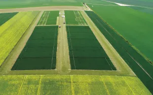 Le dispositif CP-LEG, conduit par l’AREP, étudie l’effet du couvert permanent sur les performances des cultures et sur les pertes de nitrate.