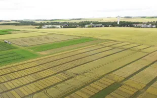 En 2023, plusieurs solutions à base de SDHI ont subi une baisse d’efficacité en essais, en situation de forte résistance.