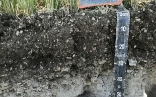 L’accès d’une culture à l’eau et aux éléments nutritifs dépend du réservoir utilisable. Lui-même dépend du sol mais aussi de la plante elle-même, via son enracinement.