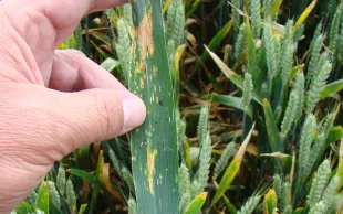 La nuisibilité moyenne de la septoriose pour les variétés peu sensibles (note > 6,5) sur les années à forte pression se situe entre 9 et 11 q/ha