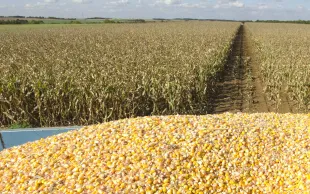 Les surfaces de maïs progresseraient d’environ 150 000 ha en 2024.