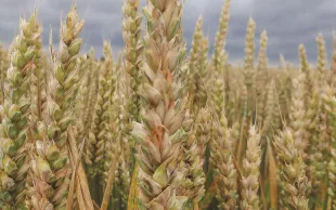 Contre F. graminearum, les triazoles sont efficaces.