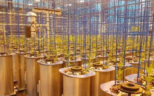 Sur la plateforme « 4PMI » d’INRAE-Dijon, les plants de pois de printemps sont cultivés en Rhyzotubes pour étudier leur système racinaire.