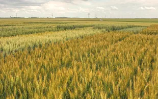 Le choix variétal d’un BAF doit s’établir en fonction des débouchés, en estimant si le prix envisagé compensera la baisse de productivité et l’ajout d’azote supplémentaire pour garantir un niveau élevé de protéines.