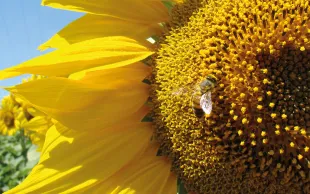 La biodiversité ordinaire rend des services écosystémiques à l’agriculture. APPRIVOISE doit permettre d’évaluer les potentiels de biodiversité sur les exploitations agricoles.