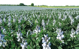 Le projet BELIS ambitionne de développer le secteur des légumineuses en dynamisant la sélection variétale et en créant un contexte européen plus favorable à la filière.