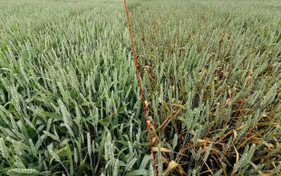 Témoin Traité/non traité dans un essai maladies à Ouzouer-le-Marché, mai 2024