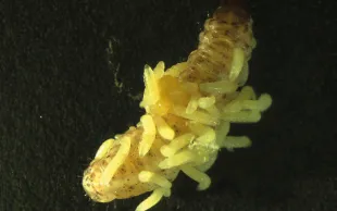 Larve de sésamie ayant été parasitée par Cotesia typhae.