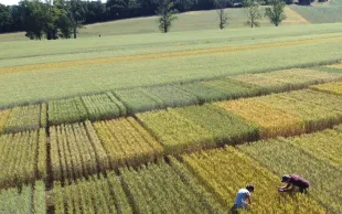En bio, où l’azote disponible est limitant, le choix d’une variété dans l’un des trois profils (protéines, rendement ou compromis) est déterminé par le précédent et la conduite azotée.