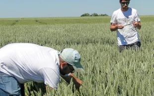 Les apports localisés de phosphore améliorent le rendement