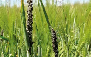 Le charbon nu de l’orge se manifeste seulement après l’épiaison : les grains en formation sont remplacés par la masse noire des spores d’Ustilago nuda.