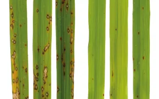 Une équipe de chercheurs a découvert un nouveau type de résistance aux maladies chez les plantes.