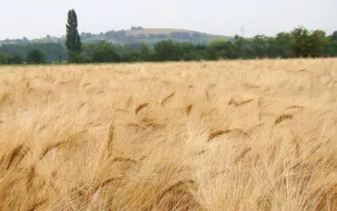 Les métaux lourds, naturellement présents dans certains sols en quantités plus ou moins importantes, peuvent s’accumuler dans les cultures. En France, le cadmium est le plus préoccupant pour la santé humaine.