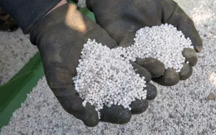 L’hydrogène « vert » est utilisé pour produire de l’ammoniac, à son tour utilisé pour produire des engrais - mais il peut aussi servir de carburant.