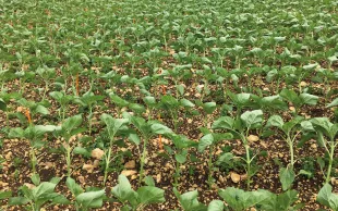 Arvalis et Terres Inovia ont évalué au champ des biostimulants de compositions diverses s’appliquant sur semences de maïs et/ou de tournesol au travers d’essais reconduits plusieurs années sur de nombreux sites.