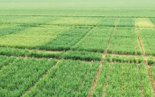 De nombreuses interrogations subsistent encore : d’ordre scientifique, pour mieux comprendre le mode d’action des différents biostimulants et leurs interactions avec la plante ou le sol, et d’ordre technique, pour assurer leur efficacité dans des conditions agronomiques variées et fluctuantes.