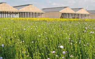 Le comportement du lin fibre vis-à-vis du stress hydrique a été étudié en 2023 sur la plateforme de phénotypage haut débit PhénoField.