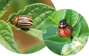L’adulte, qui se nourrit des feuilles, est un coléoptère de 10-12 mm aux élytres rayées jaune et noir. Plus petite, la larve, au corps rougeâtre ponctué de noir, est encore plus vorace.