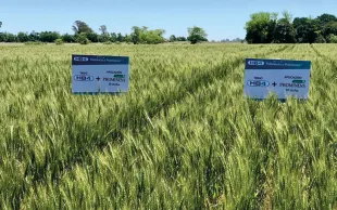Avant de voir le blé OGM HB4 couramment dans les champs américains, des essais doivent être mis en place aux États-Unis et analysés, comme c’est déjà le cas en Argentine.