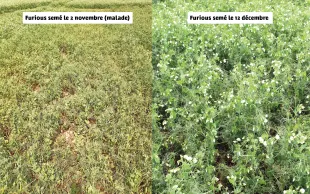 Trois ans d’essais ont montré que la période de semis actuellement la plus favorable aux pois d’hiver se situe de mi-novembre à fin décembre.