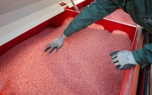 Semences de France possède le réseau de production le plus dense de l'Hexagone. 