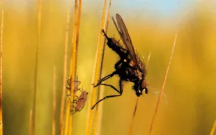 Même à des doses sublétales, les insecticides compromettent la survie des insectes