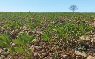 Pratiques culturales en lentille : attention aux bruches et aux surdensités